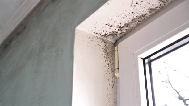 Best Real Estate Mold Inspection  in Avalon, CA
