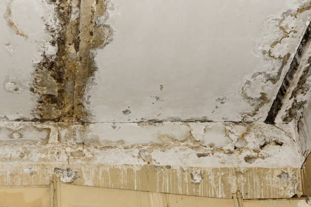 Best Mold Damage Restoration  in Avalon, CA