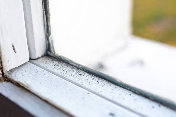 Best Mold Odor Removal Services  in Avalon, CA
